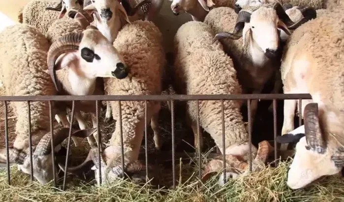 Eid ul-Adha: hoeveel kost een geïmporteerd schaap?