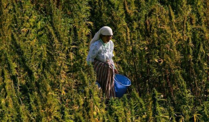 Ruim 50.000 cannabisboeren in Chefchaouen hopen op gratie