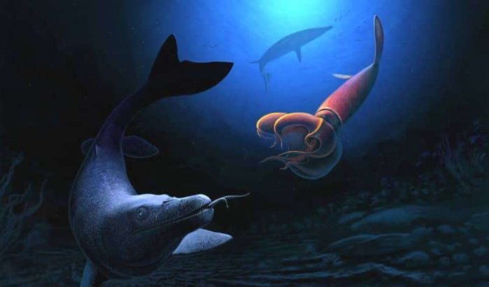 Marokko: ontdekking 66 miljoen jaar oude mosasaurus