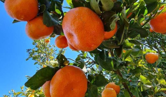 Zorgwekkende daling Marokkaanse fruitexport naar Rusland