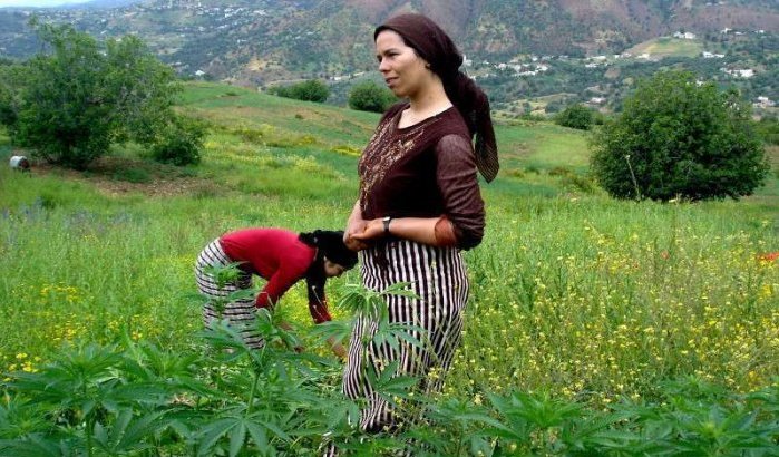 Amnestie voor cannabiskwekers in Marokkaanse Rif?