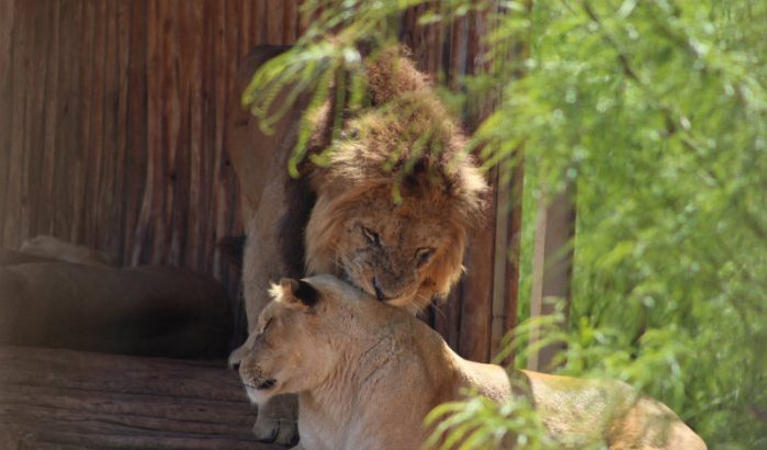 Casablanca: dierentuin Aïn Sebaa gaat eindelijk open