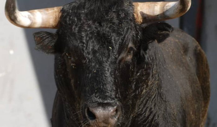Vrouw overleeft aanval stier niet in Marokko