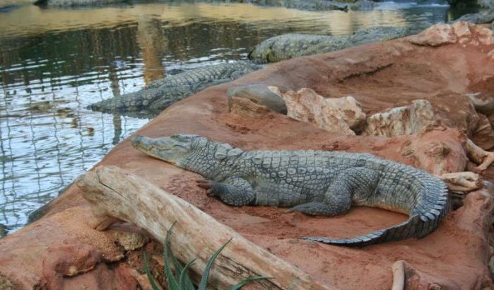 Marokko bouwt nieuw krokodillenpark in Agadir