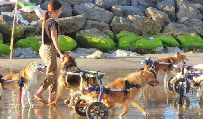 Video gehandicapte honden op strand raakt Marokkanen