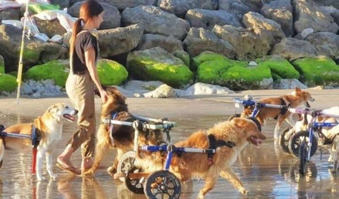 Video gehandicapte honden op strand raakt Marokkanen