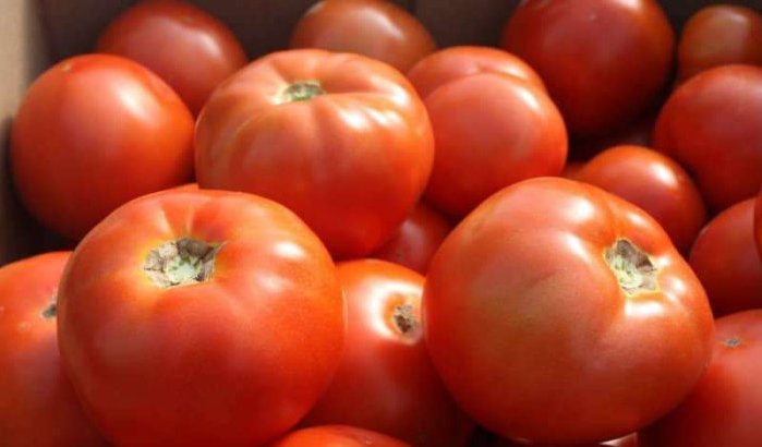 Marokko is tweede tomatenleverancier Britse markt, net na Nederland
