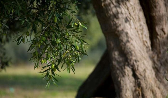 Marokko plant miljard bomen om het land te herbebossen