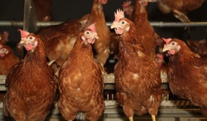 Marokko stopt per direct import Braziliaans pluimvee