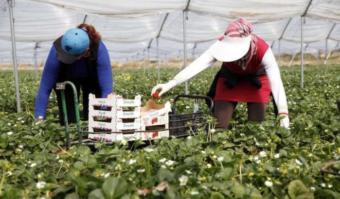 Spanje gaat duizenden Marokkaanse seizoenarbeidsters aanwerven