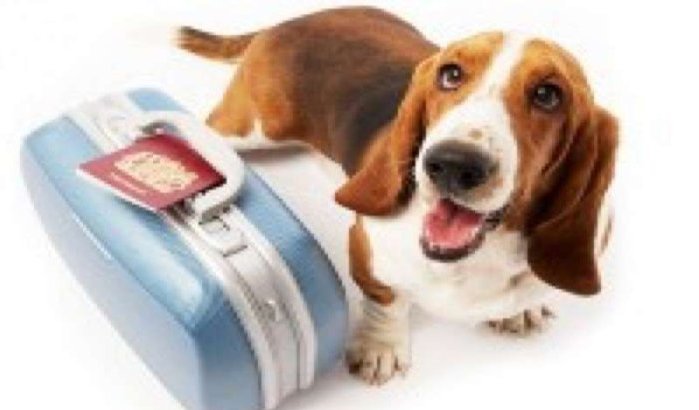 Ticket voor hond volgens gewicht bij Royal Air Maroc 
