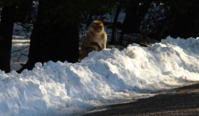 Het sneeuwt in Marokko!