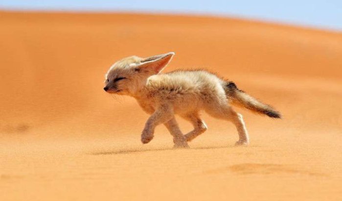 Extreme hitte in Marokko: tot 43°C deze week