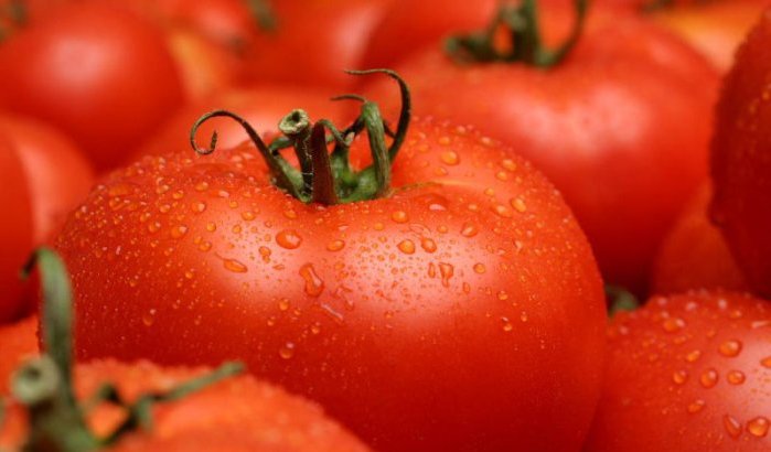 Marokko domineert wereldwijde tomatenmarkt
