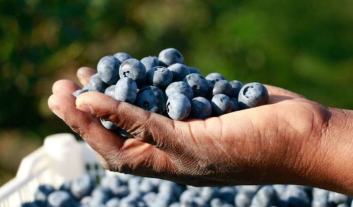 Marokkaanse blauwe bessen veroveren de wereld