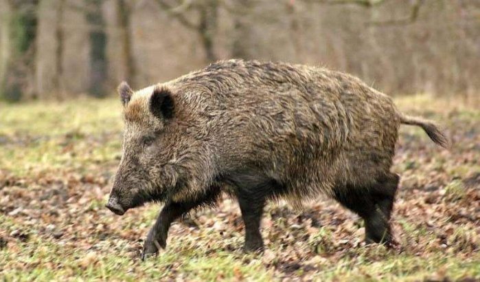 Wilde zwijnen verwoesten begraafplaatsen in Marokko