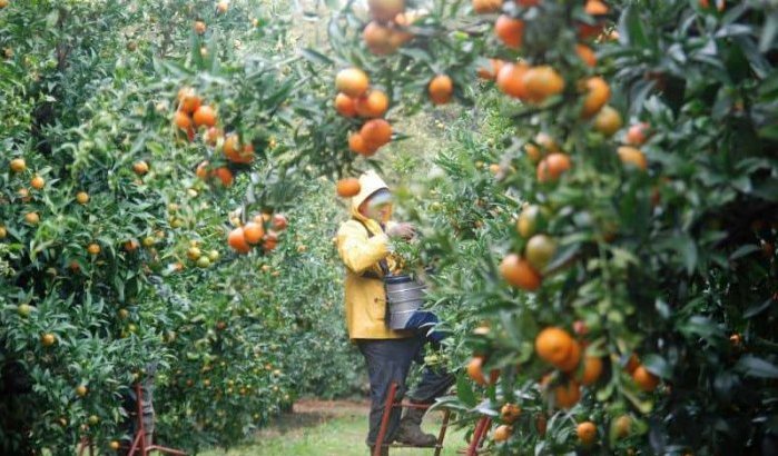 Corsica betaalt veel geld voor Marokkaanse seizoensarbeiders