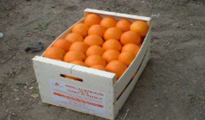 Marokkaanse sinaasappeldief opgepakt in Spanje