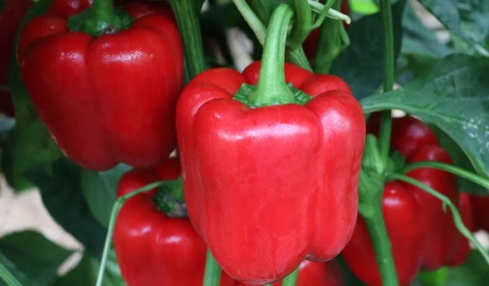 Giftige paprika's in Europa: Marokko ter verantwoording geroepen