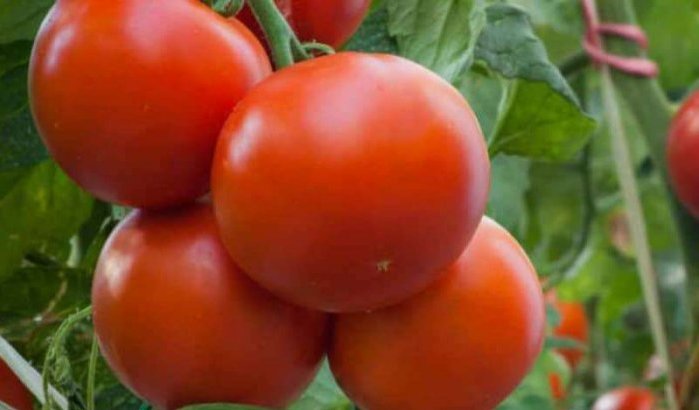 Marokko verslaat Spanje en Nederland op tomatenmarkt
