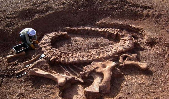 Marokko: 200 kg archeologische botten onderschept