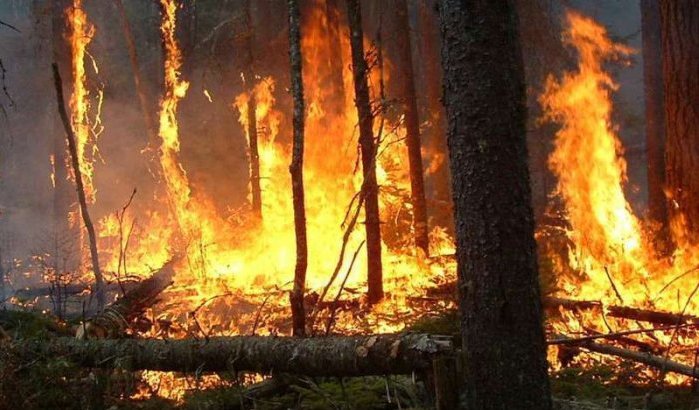Marokko: 2414 hectare bos door brand vernield in 2017