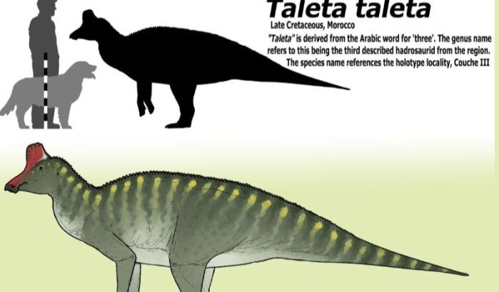 Opmerkelijke dinosaurusvondst in Marokko verbreekt alle theorieën