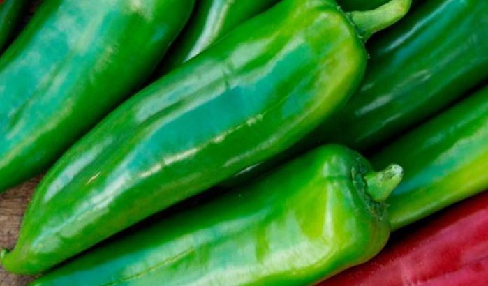 Paprika-strijd: Nederland voelt hete adem Marokko