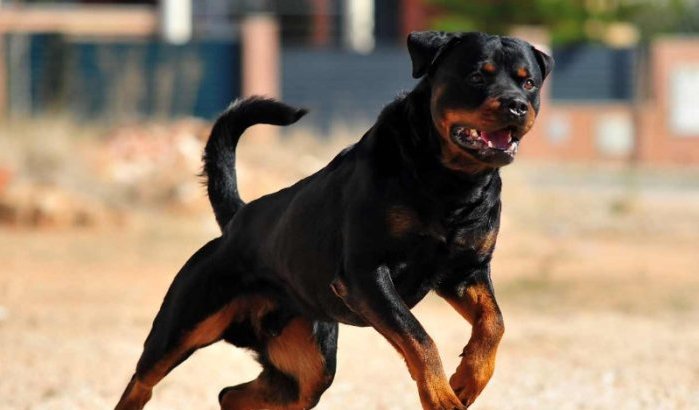 Nouha (16) door agressieve rottweiler aangevallen op Antwerpse kermis