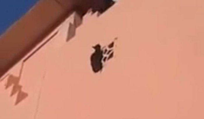 Mooie redding kat in Agadir (video)