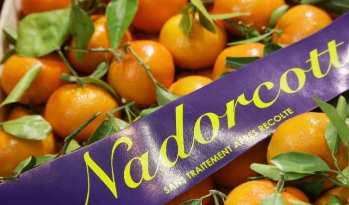 Marokkaanse Koninklijke familie wint juridische strijd om Nadorcott-mandarijnen