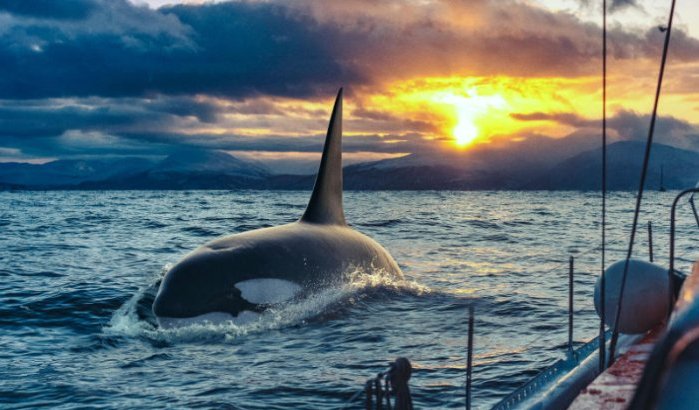 Orka's voor kust Marokko kalmer, aanvallen dalen