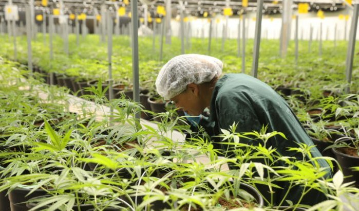 Marokko zoekt Nederlandse investeerders voor legale cannabis