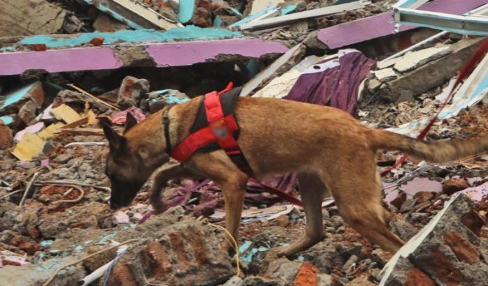 Aardbeving Marokko: Nederlandse zoekhonden lokaliseren tien plekken met slachtoffers