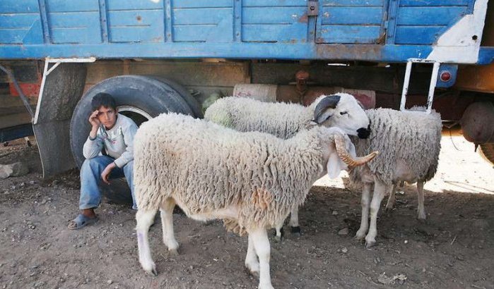 Eid al Adha: Melilla verbiedt invoer schapen uit Marokko