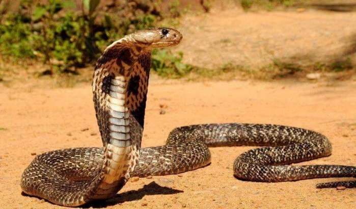 Marokko: meisje dood na slangenbeet