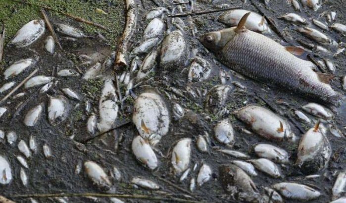 Honderden vissen dood in rivier bij Nador