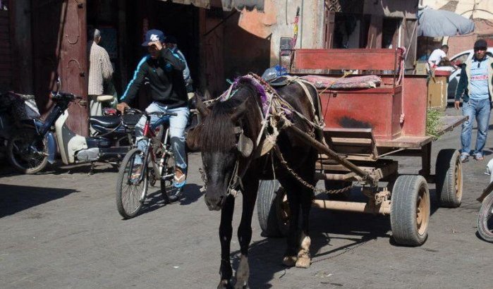 Casablanca verliest strijd tegen paardenkarren