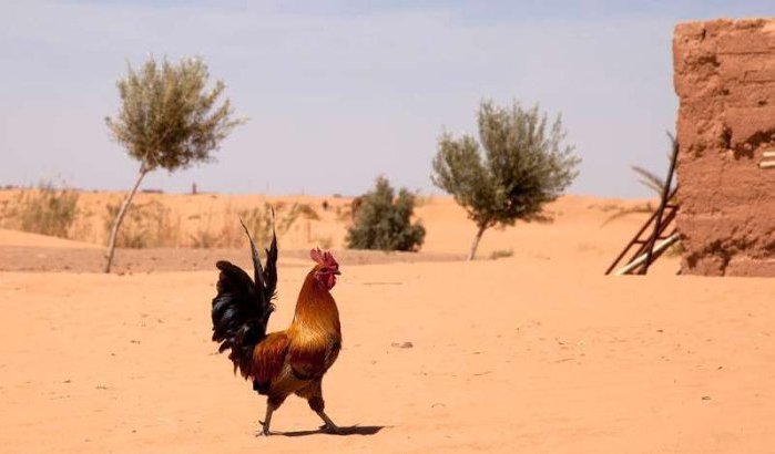 Marokko begint Ramadan met hittegolf