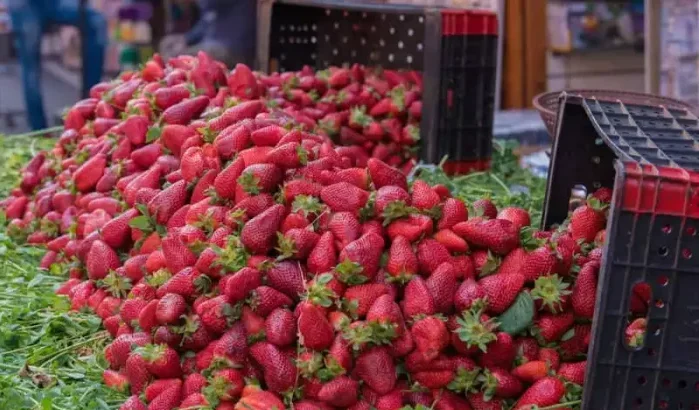 Besmette Marokkaanse aardbeien vernietigd in Spanje