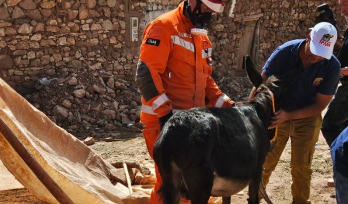 Ezel week na aardbeving levend uit puin gehaald in Marokko