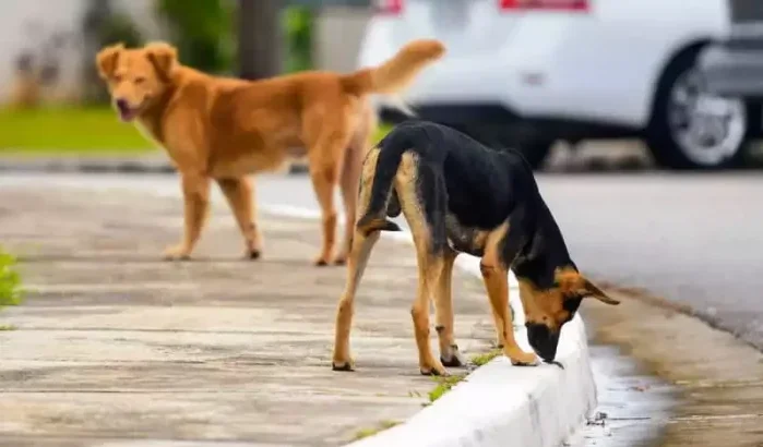 Zwerfhonden, een nachtmerrie voor Marokkanen