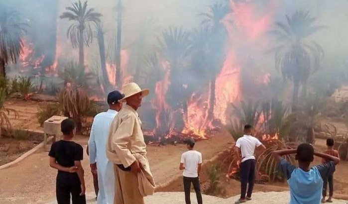 Zagora: 2500 palmbomen door brand verwoest
