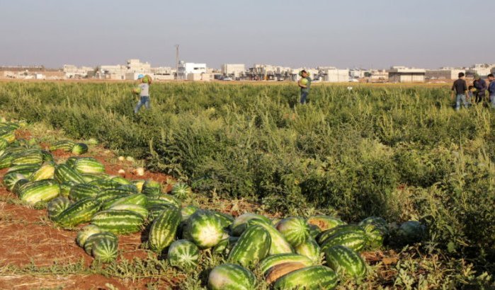Marokkaanse autoriteiten vernietigingen watermeloenvelden
