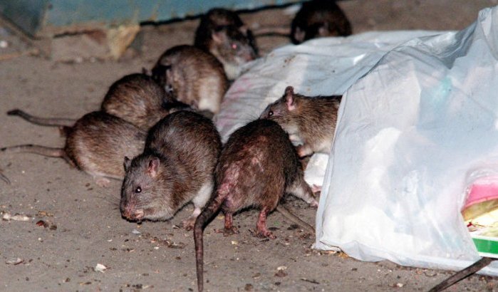 Tetouan geteisterd door ratteninvasie
