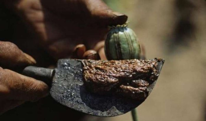 Spanje onderschept 10 ton papaver uit Marokko