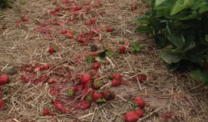 Stormen: groot deel rode vruchtenproductie verloren in Marokko