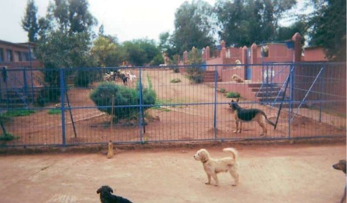 Marrakech bouwt asiel voor zwerfhonden