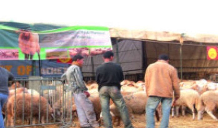 Zelfverbrandingen vanwege schaap in Marrakech en Oujda