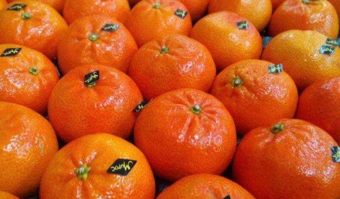 Marokko eerste leverancier van groenten en fruit van Spanje